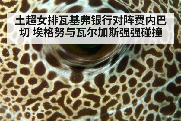 土超女排瓦基弗银行对阵费内巴切 埃格努与瓦尔加斯强强碰撞